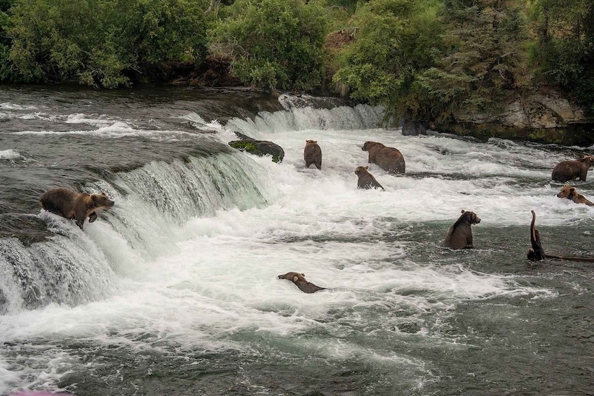 Bears in a river with a waterfall. 4