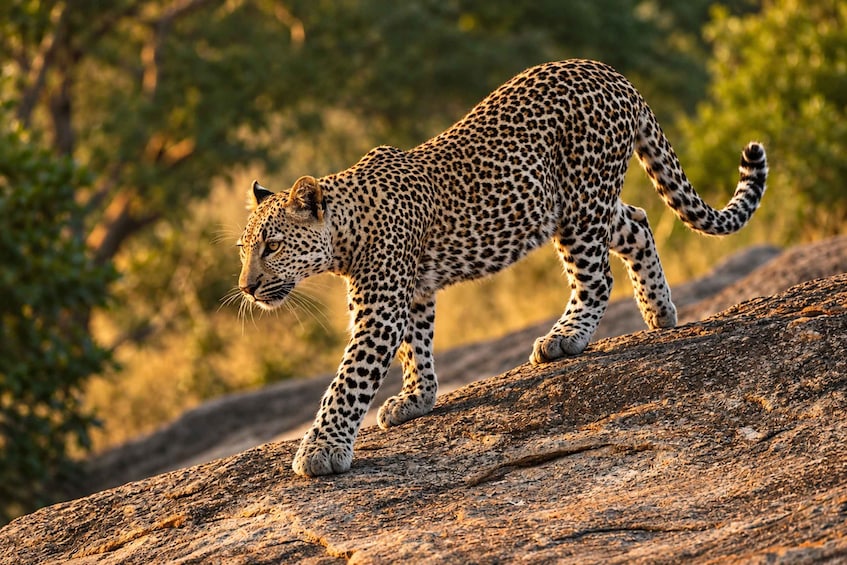 Picture 9 for Activity Marloth Park: Bush Braai Dinner & Game Drive in Kruger Park 5