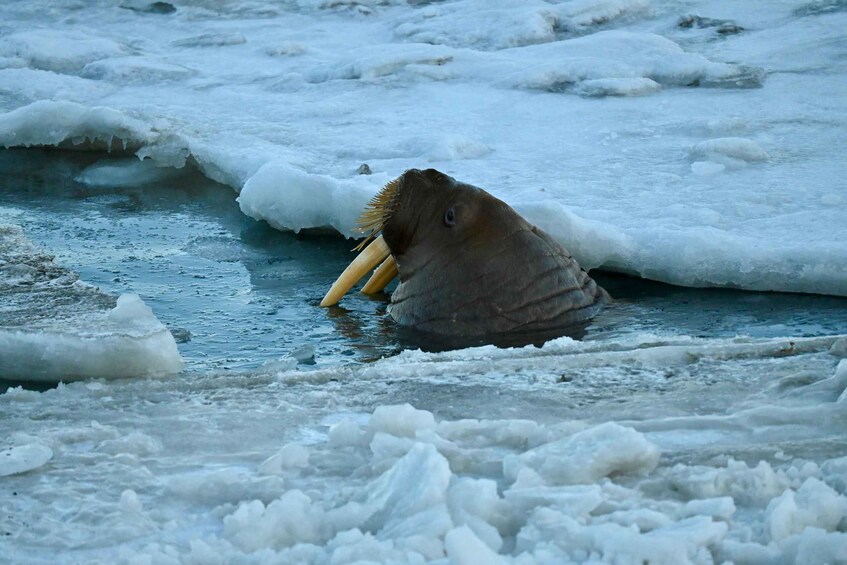 A walrus with tusks partially submerged in icy water. 2
