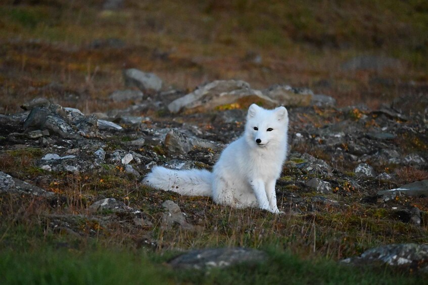 A white fox sitting on rocky terrain with sparse vegetation. 4