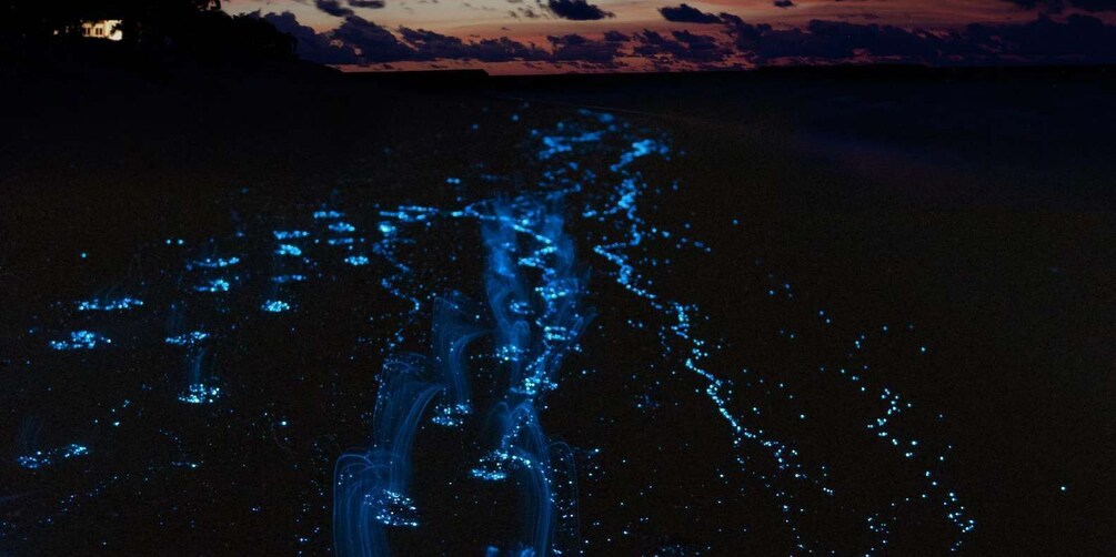 A night scene with bioluminescent organisms in a body of water, illuminated by artificial lights. 3