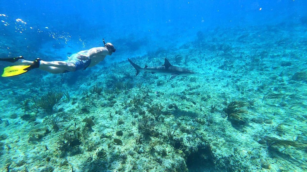 A diver swimming near a shark in clear blue water. 2