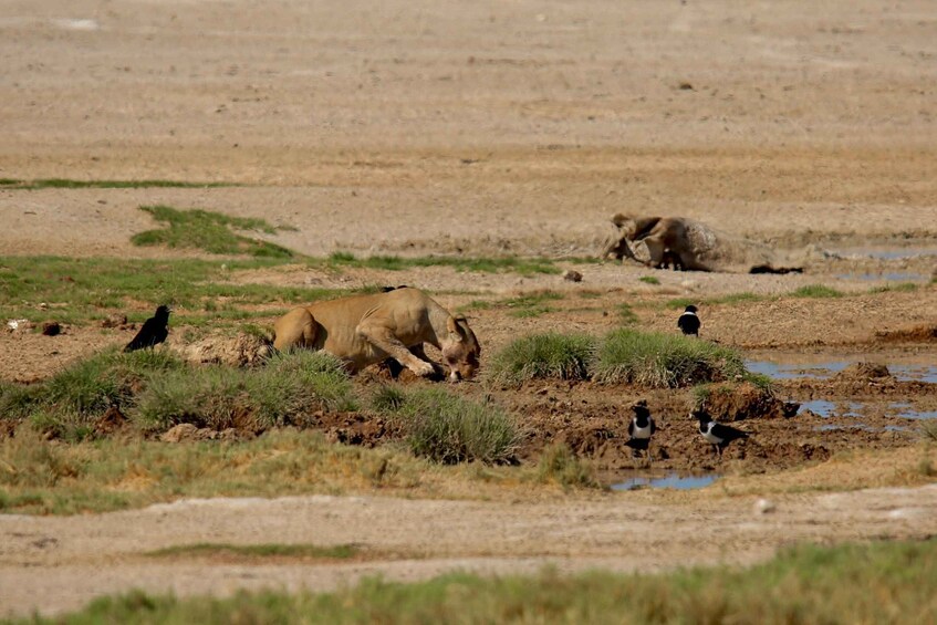 A lioness with cubs in a muddy area with water and grass. 2