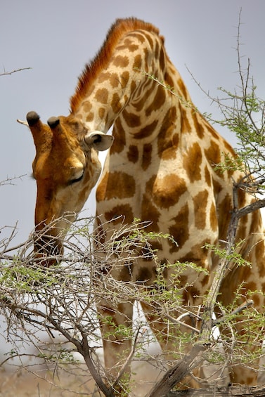 A giraffe standing among sparse trees. 1