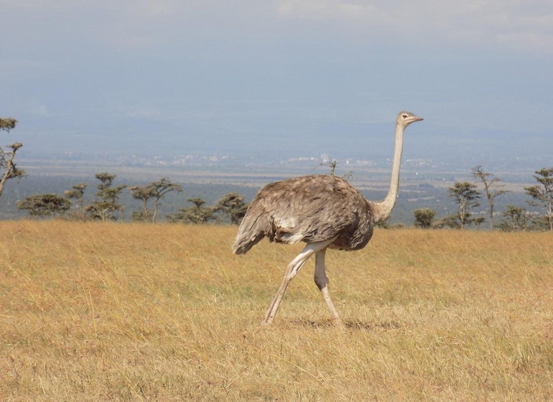An ostrich walking in a grassy field with trees and a distant view of the horizon. 3