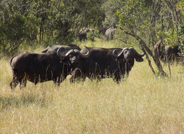 A herd of black buffalo grazing in a grassy field with trees in the background. 2