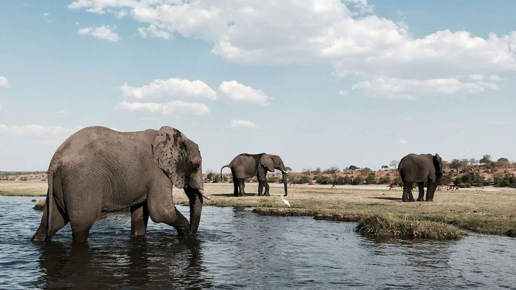 Elephants by a water body in a savannah landscape. 1