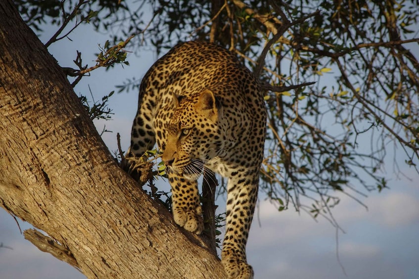 A leopard climbing a tree. 5