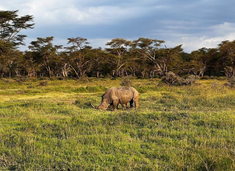 A rhinoceros grazing in a grassy savanna with sparse trees in the background. 4