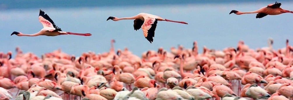 A large flock of flamingos in flight over a dense group of flamingos on the ground. 1