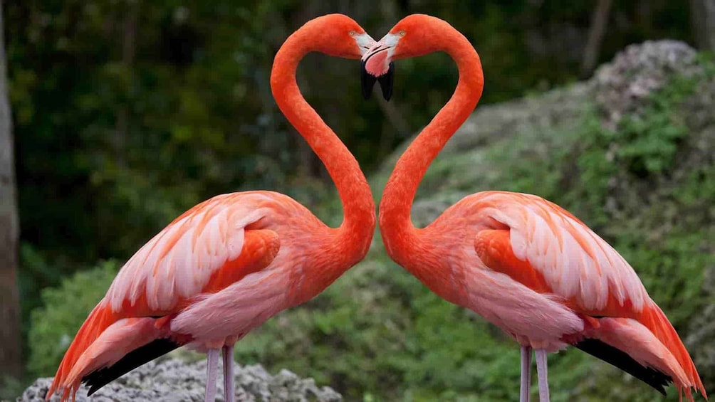 Two flamingos forming a heart shape with their necks. 2