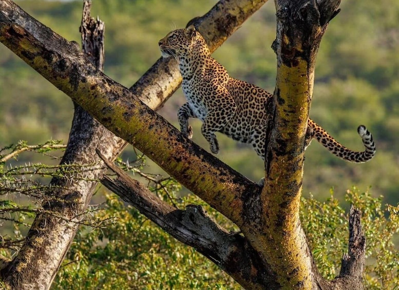 A leopard walking on a tree branch in a natural landscape. 3