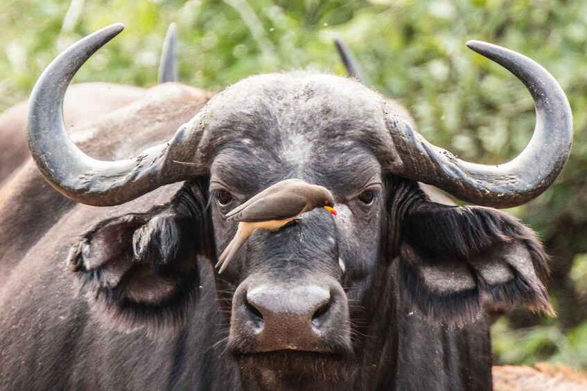 A close-up of a buffalo with prominent horns and a bird perched on its nose. 3