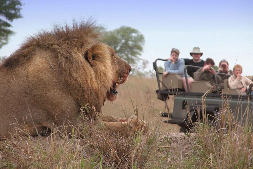 A lion lying in the grass with people in a safari vehicle observing. 2