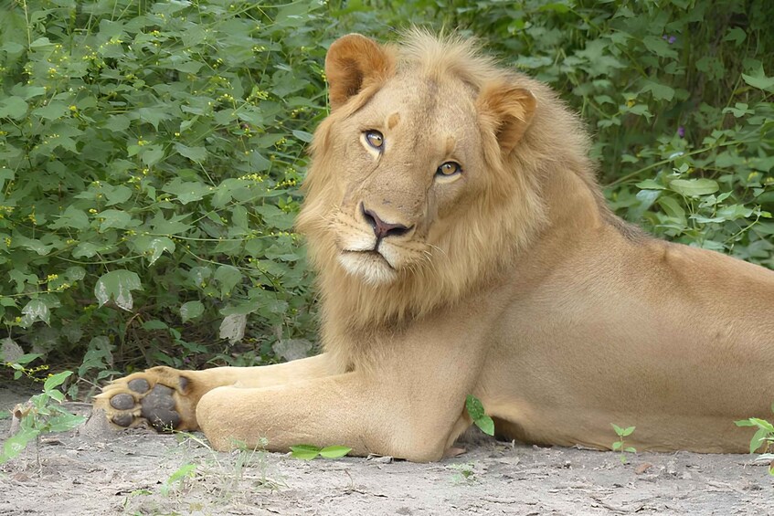 A lion lying on the ground with dense green foliage in the background. 3