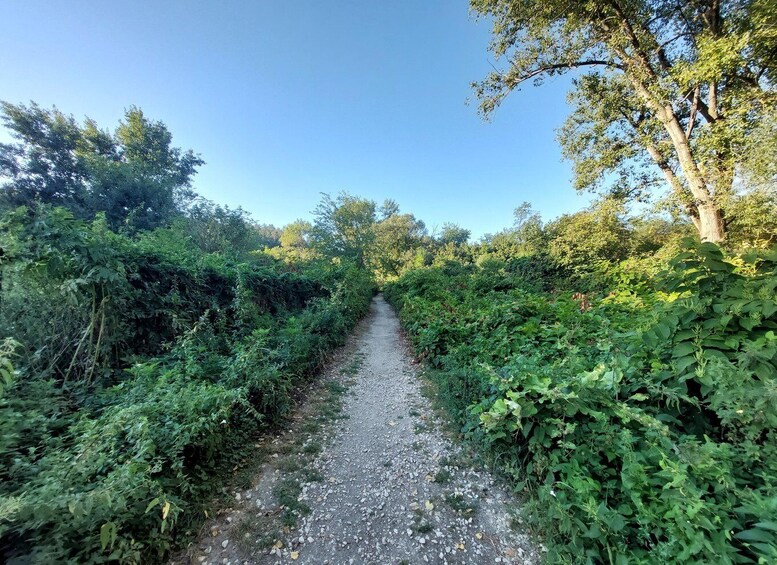A gravel path flanked by dense greenery and trees. 4