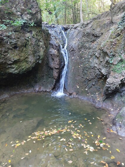 A waterfall in a forested area with clear water and fallen leaves. 3