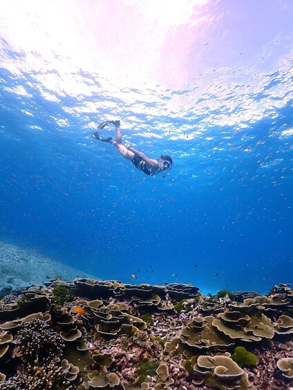 A person scuba diving with a school of fish above them. 3