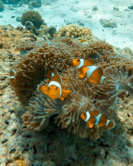 Clownfish among sea anemones in a coral reef. 2