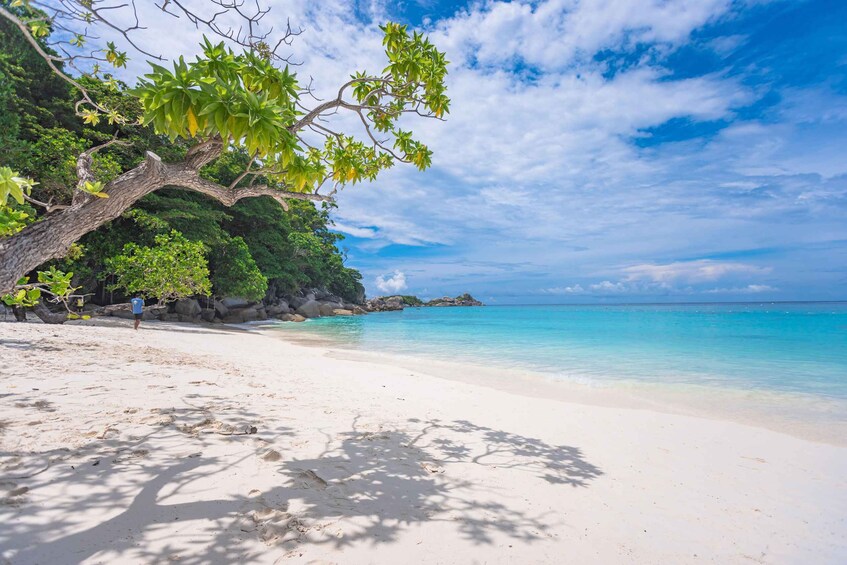 A beach with white sand, clear turquoise water, and a large tree with green leaves. 5