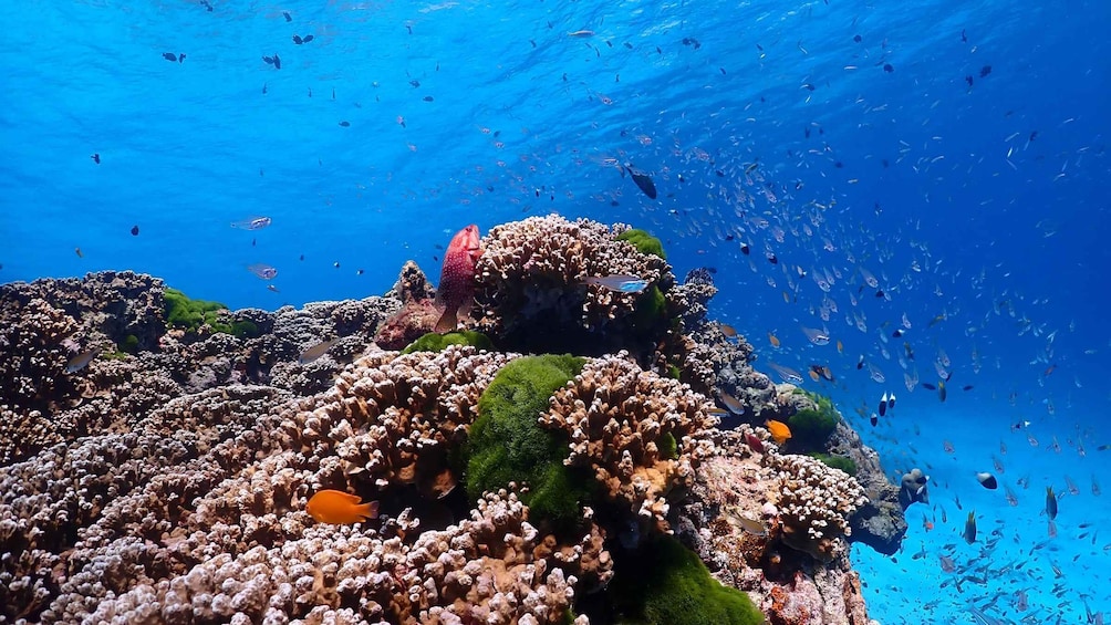 A vibrant coral reef with diverse fish species and a clear blue ocean. 1