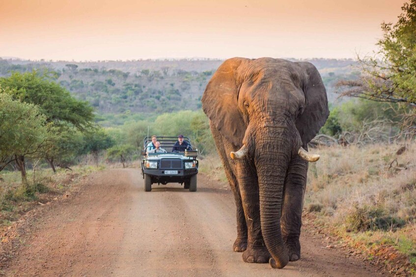 An elephant walking on a dirt road with a vehicle in the background. 1