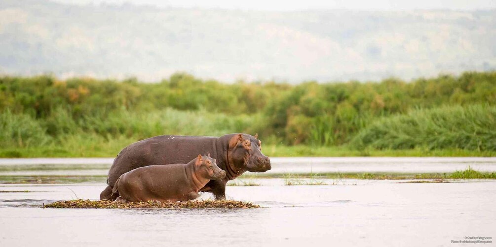 Two hippos in a shallow water body with a grassy background. 4