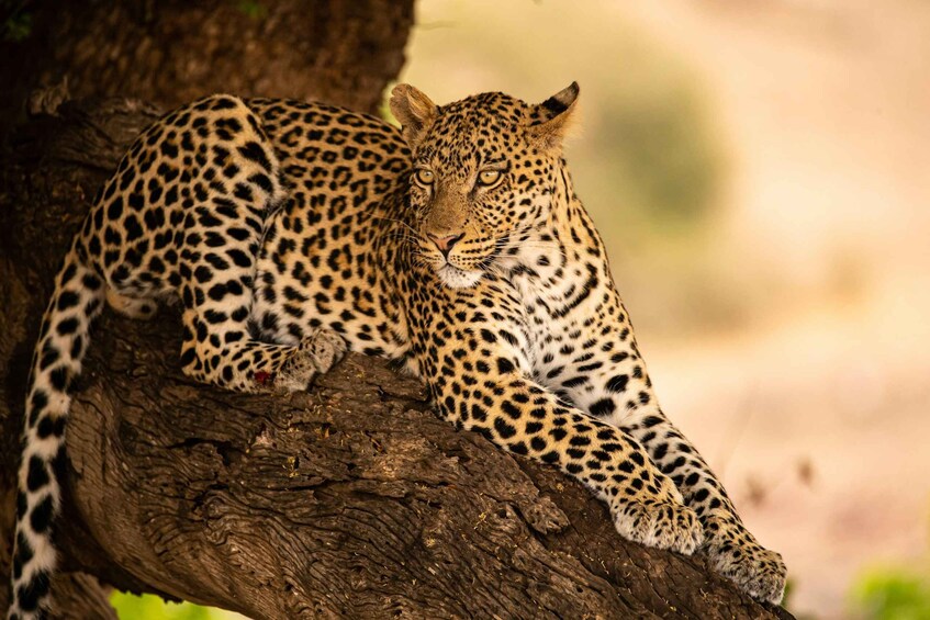 A leopard resting on a tree branch. 3