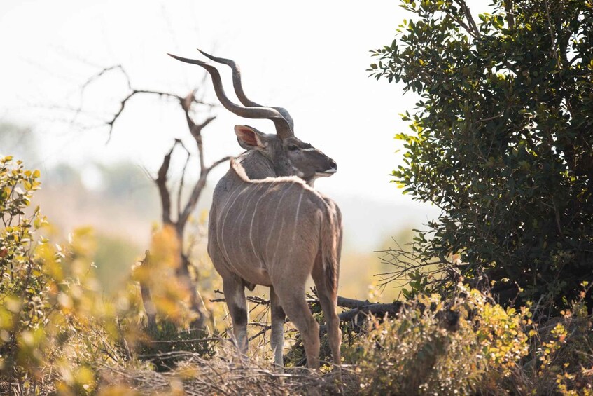 A kudu standing in a grassy field with trees in the background. 4