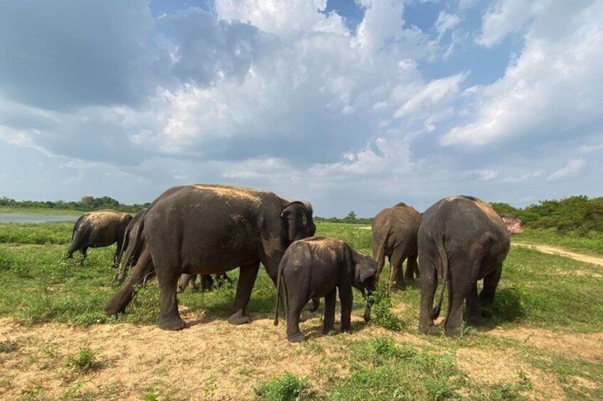 Un troupeau d’éléphants dans un champ herbeux, sous un ciel nuageux. 1
