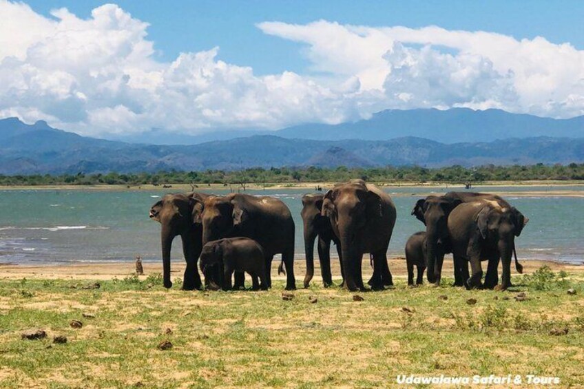 Un groupe d’éléphants près d’une rivière, avec des montagnes en arrière-plan. 2