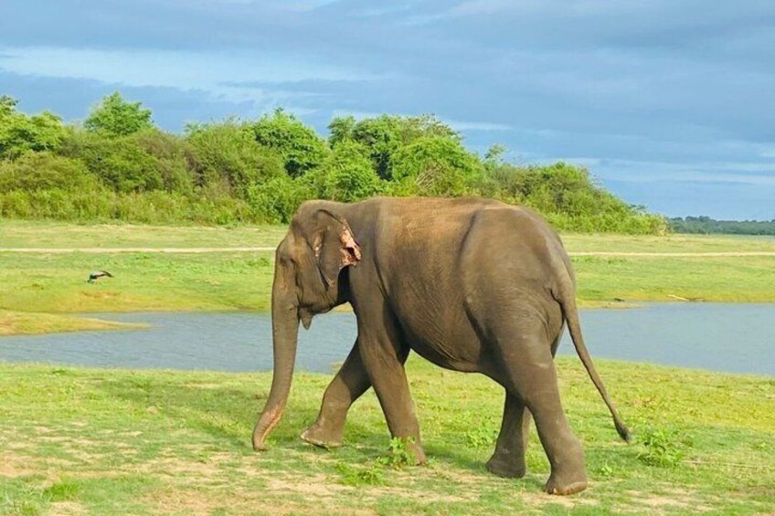 Un éléphant se promène dans une zone herbeuse près d’une étendue d’eau, avec des arbres en arrière-plan. 3