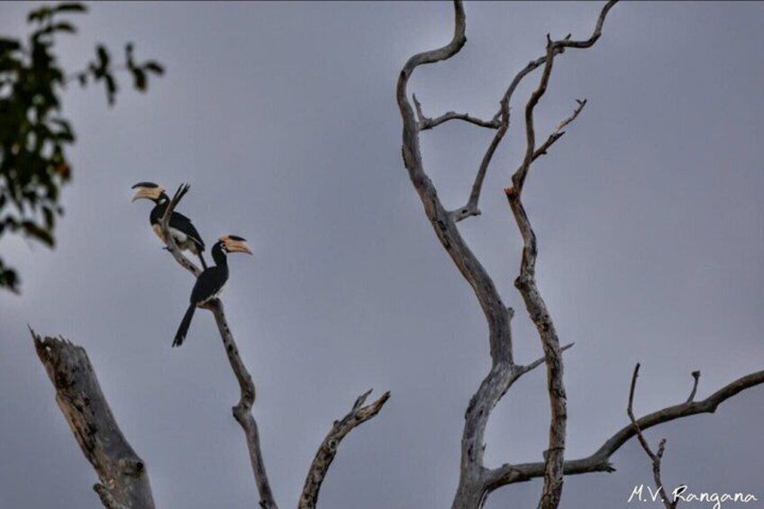 Deux oiseaux étaient perchés sur une branche d’arbre mort. 4