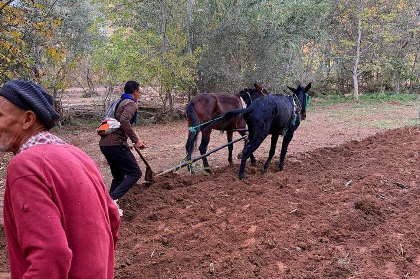 Two horses pulling a plow in a rural setting with trees and a dirt path. 4