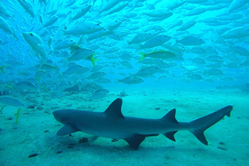 A shark swimming near the ocean floor with a school of fish in the background. 5