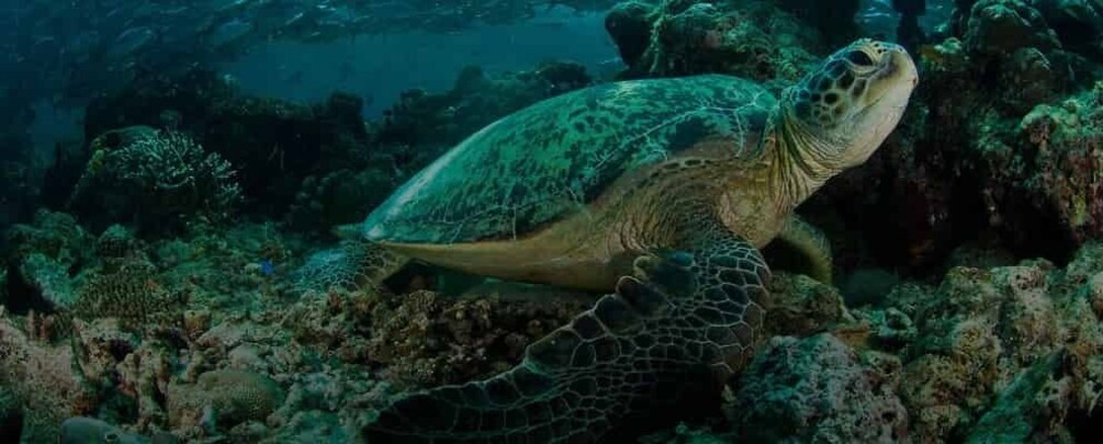 A sea turtle swimming among coral reefs. 2