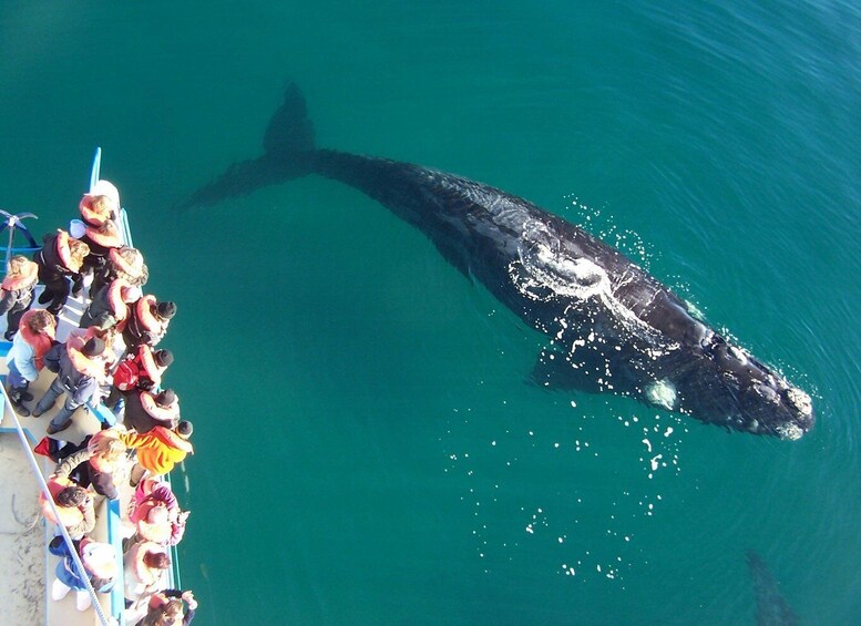 A whale swimming in clear blue water with a group of people observing from a boat. 5