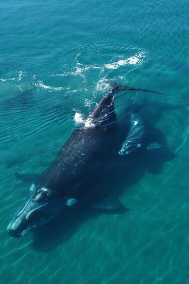 A large whale swimming in clear blue water. 3