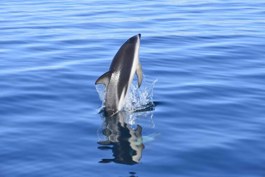 A dolphin leaping out of the water. 4