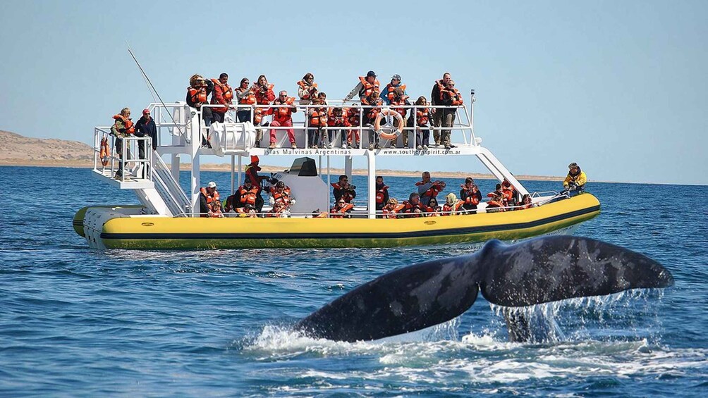 A boat with people wearing life jackets, a whale breaching the water, and a clear sky. 1