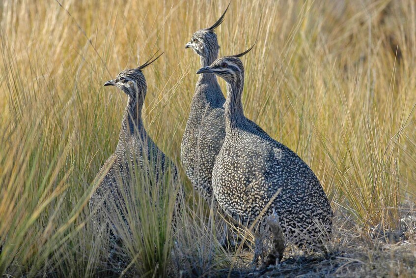 Three birds with speckled feathers in a grassy field. 2