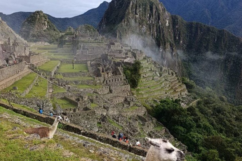 Ruinas de Machu Picchu, campos en terrazas y llamas. 4