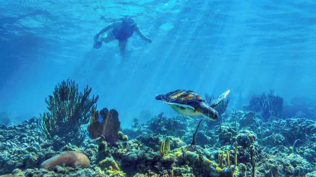 An underwater scene with a turtle swimming near a coral reef, a diver in the background, and various types of coral and marine plants. 4