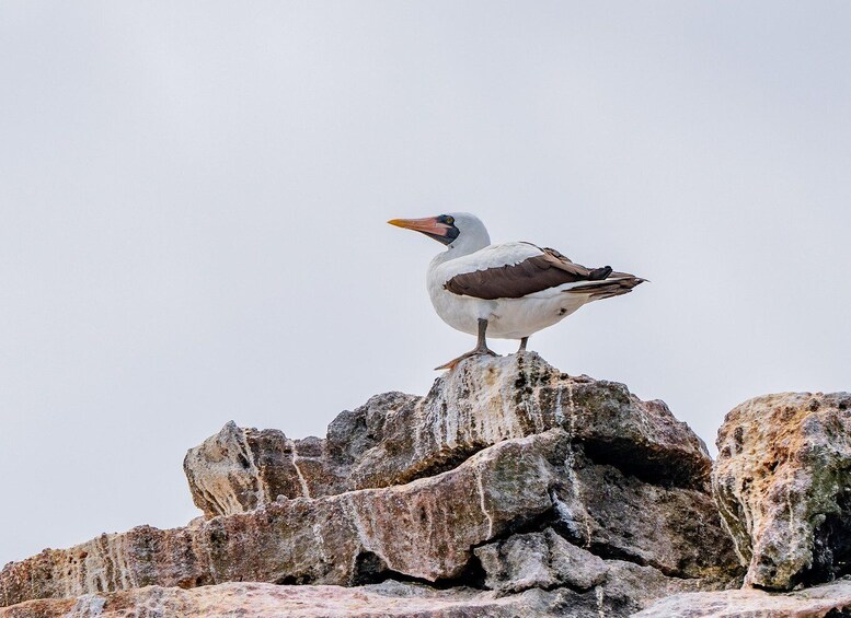 A bird standing on a rocky outcrop. 4