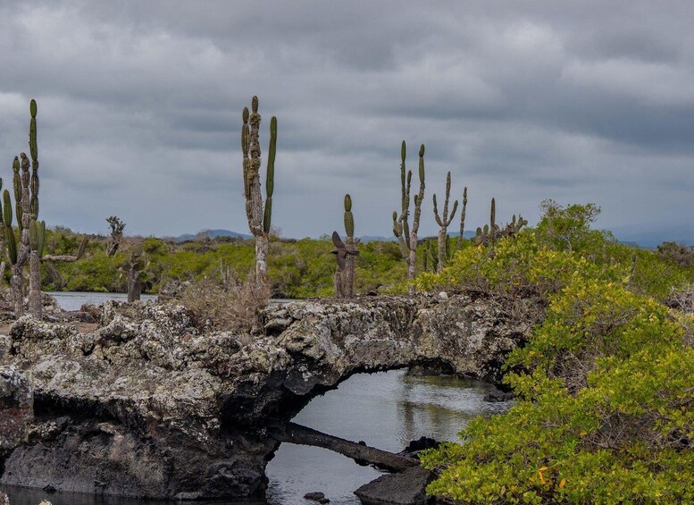 A rocky landscape with cacti and a small bridge over a water body. 3