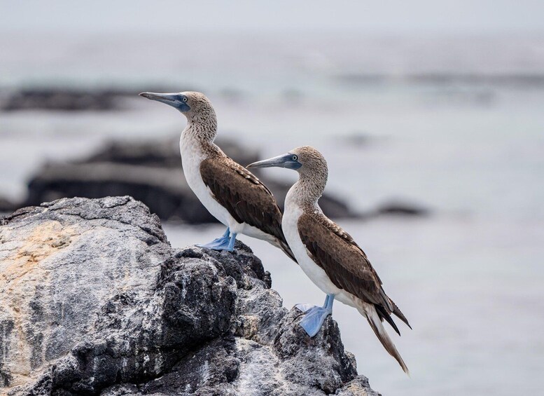 Two birds perched on a rocky outcrop by the sea. 1
