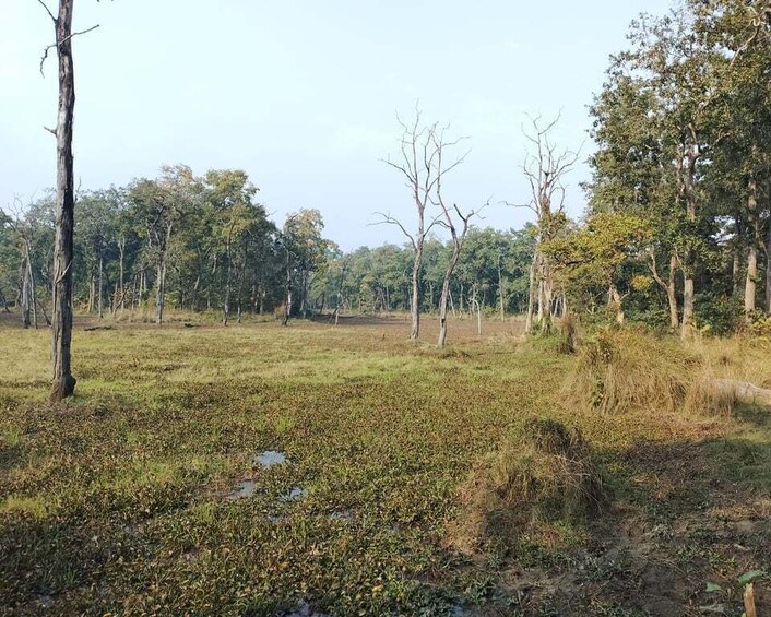 A natural landscape with a grassy field, scattered trees, and a dense forest in the background. 5