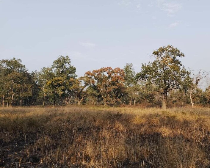 A grassy field with trees in the background. 4
