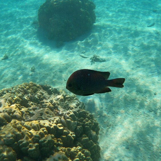 A fish swimming near a coral reef. 2