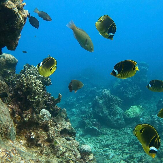 A coral reef with various fish, including yellow and black striped species. 3